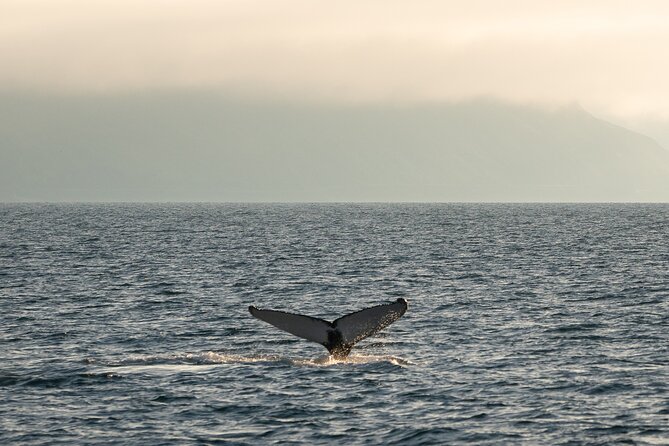 Westfjords Whale Watching - What else might appear beside the humpbacks