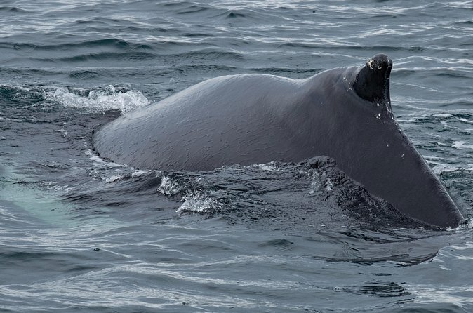 Westfjords Whale Watching - Cold, spray, and motion on the boat