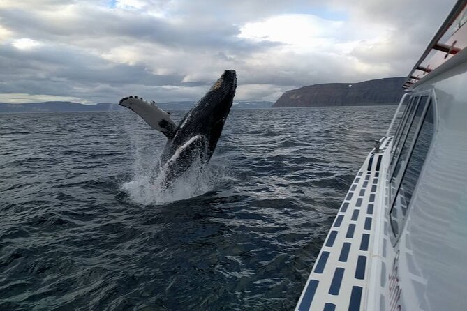 Westfjords Whale Watching - Leaving Ísafjörður for the feeding grounds
