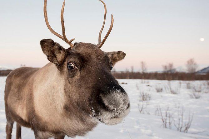 Winter Fjord Road Trip with Wandering Owl - Grotfjord: a first look at the Arctic coast
