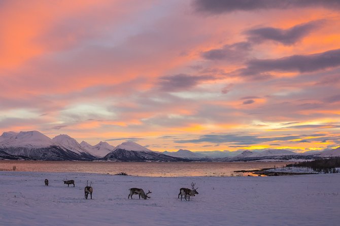 Winter Fjord Road Trip with Wandering Owl - Reindeer sightings and the wildlife element